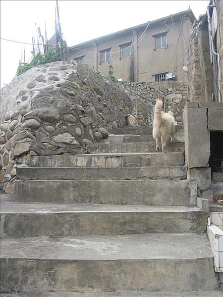 IMG_8286 IMG_8286