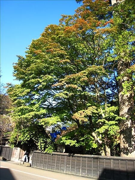 初秋日本東北 Day5-2 縱貫奧羽本線前往角館 - 第16張圖 初秋日本東北 Day5-2 縱貫奧羽本線前往角館