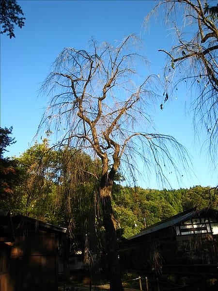 初秋日本東北 Day5-2 縱貫奧羽本線前往角館 - 第32張圖 初秋日本東北 Day5-2 縱貫奧羽本線前往角館