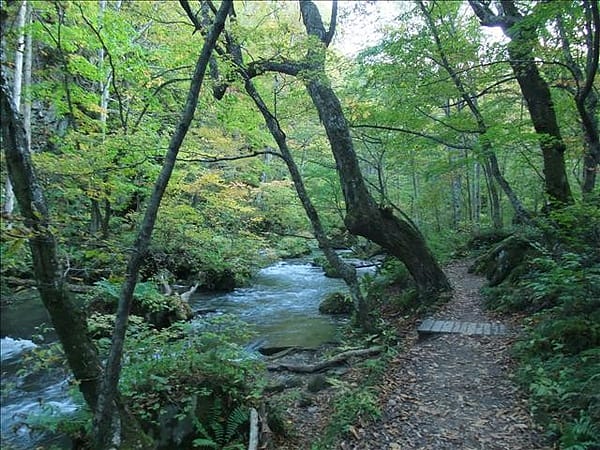 初秋日本東北 Day6-2 綠色的奧入瀨溪流