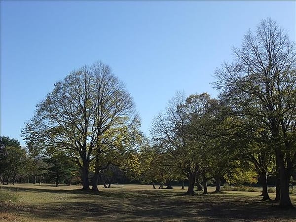 初秋日本東北 Day6-1 前進奧入瀨，楓紅的八甲田山
