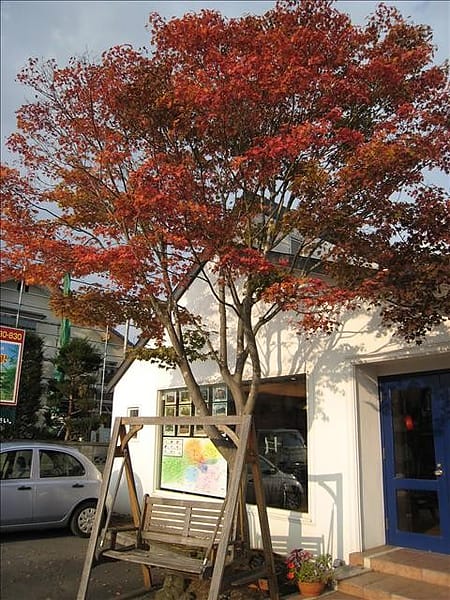 初秋日本東北 Day7-2 輕井澤半日遊