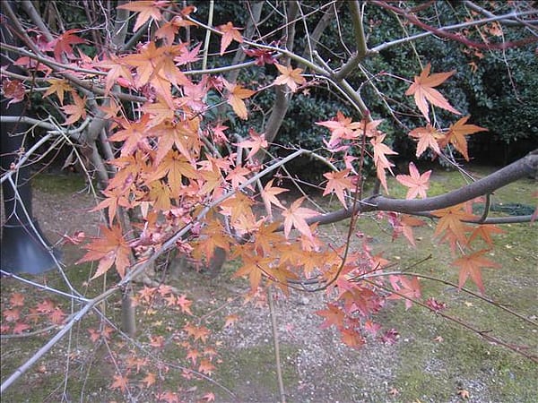 Day4-2 京都龍安寺–枯山枯水枯石的禪意 - 第14張圖 Day4-2 京都龍安寺–枯山枯水枯石的禪意