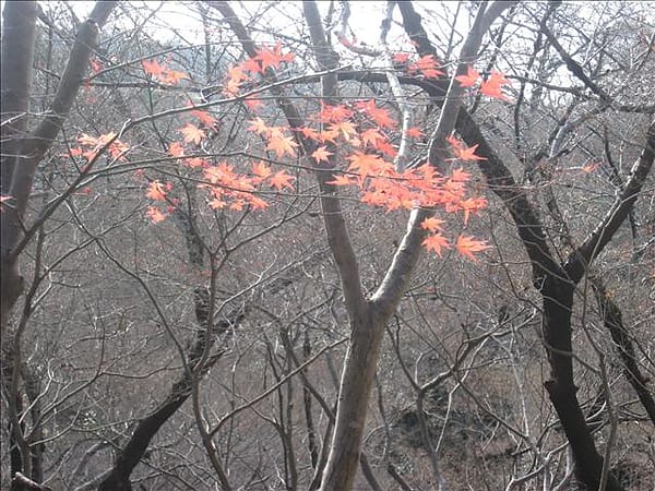 Day5-3  冬之清水寺、八阪神社、河原町