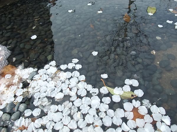 DSCF4343.JPG