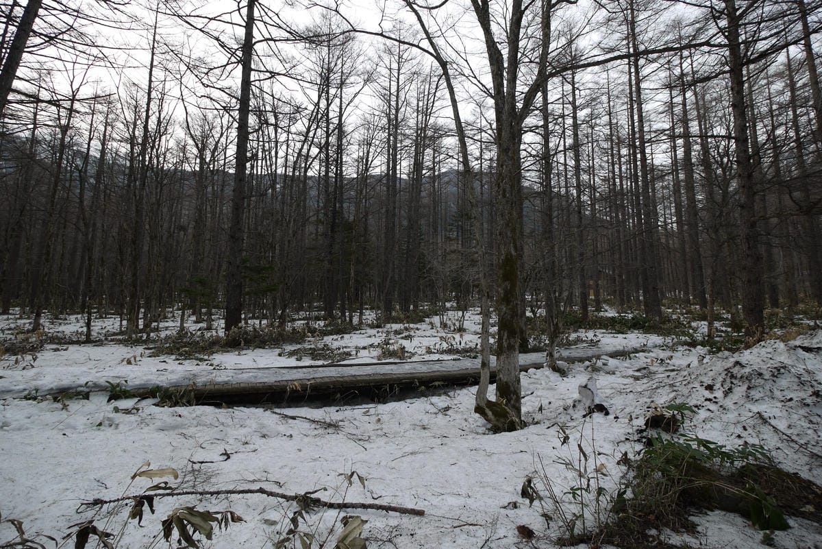 DSCF1533