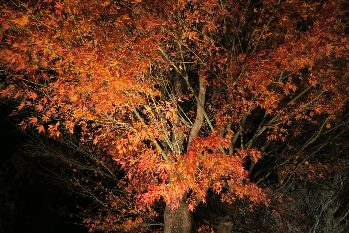 0044 0044