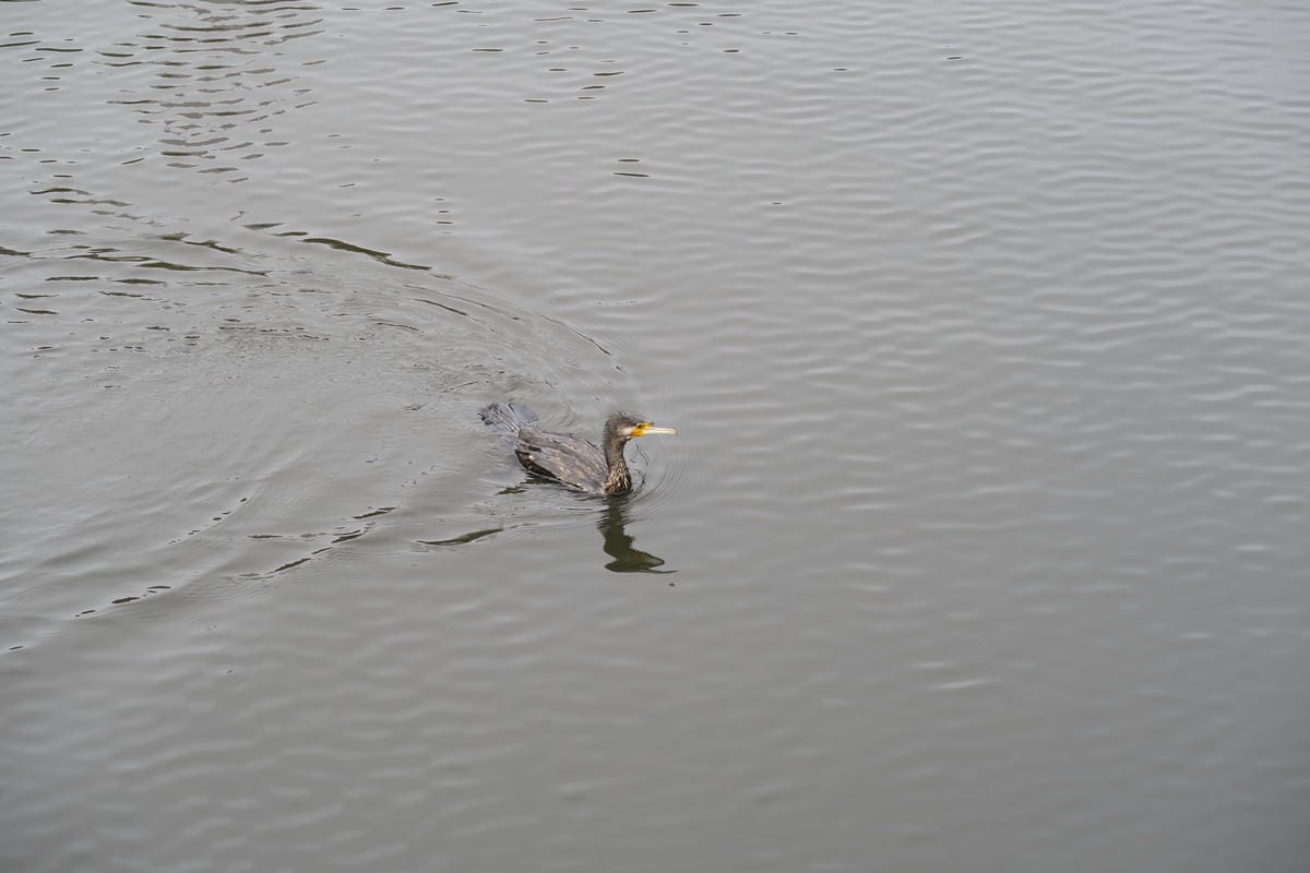 IMG_1190 IMG_1190