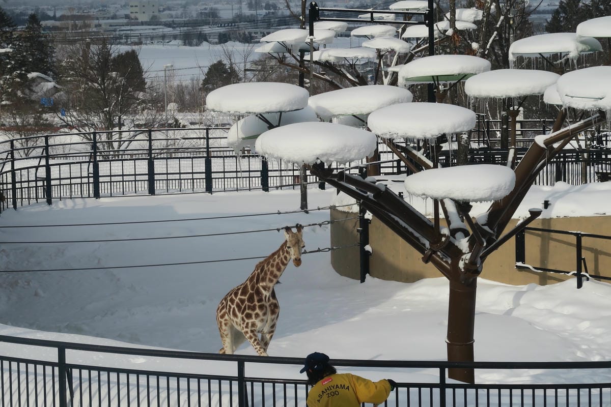 嚴冬雪見の日本東北&北海道 Day3 雪之旭山動物園親子之旅 嚴冬雪見の日本東北&北海道 Day3 雪之旭山動物園親子之旅