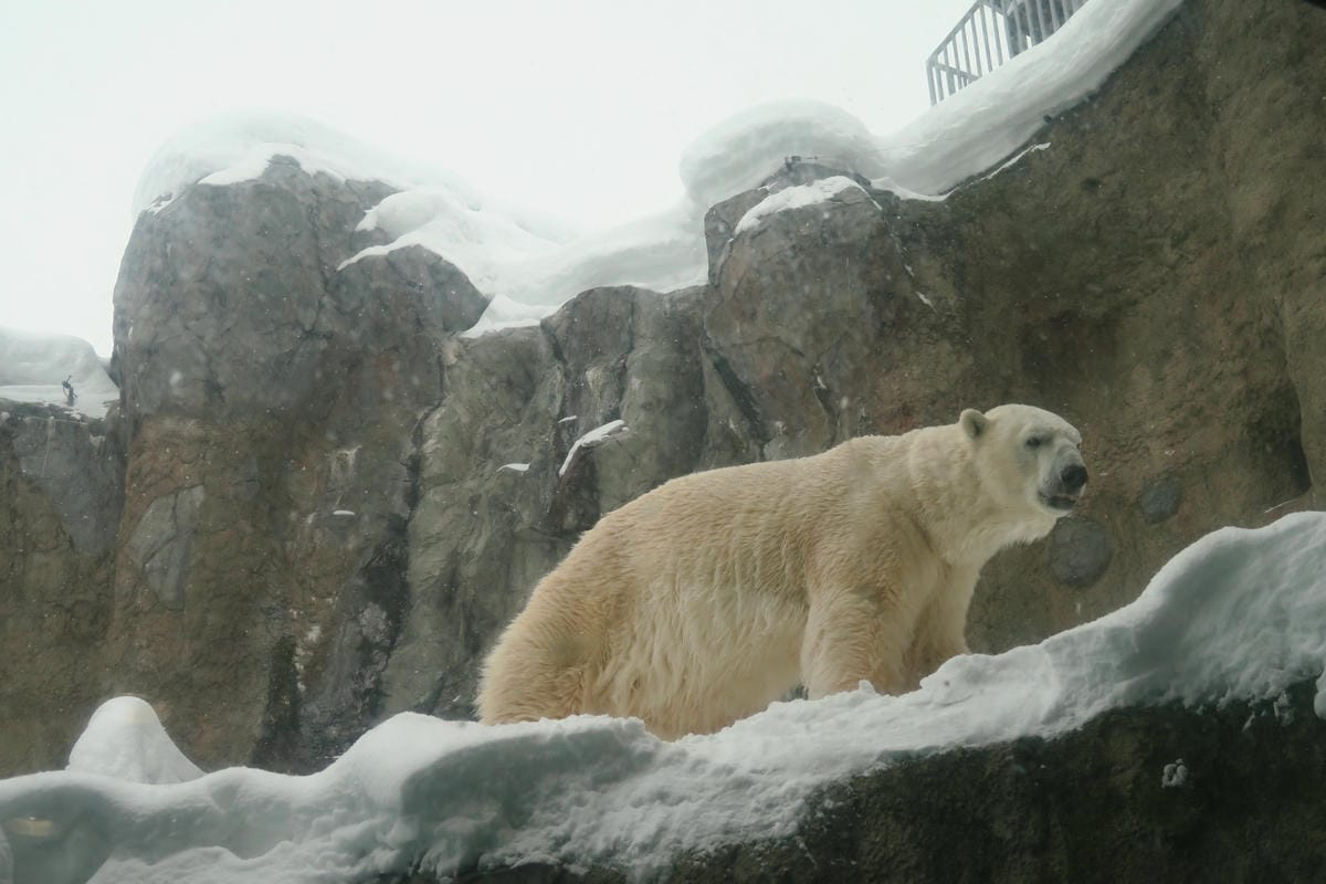 嚴冬雪見の日本東北&北海道 Day3 雪之旭山動物園親子之旅 嚴冬雪見の日本東北&北海道 Day3 雪之旭山動物園親子之旅