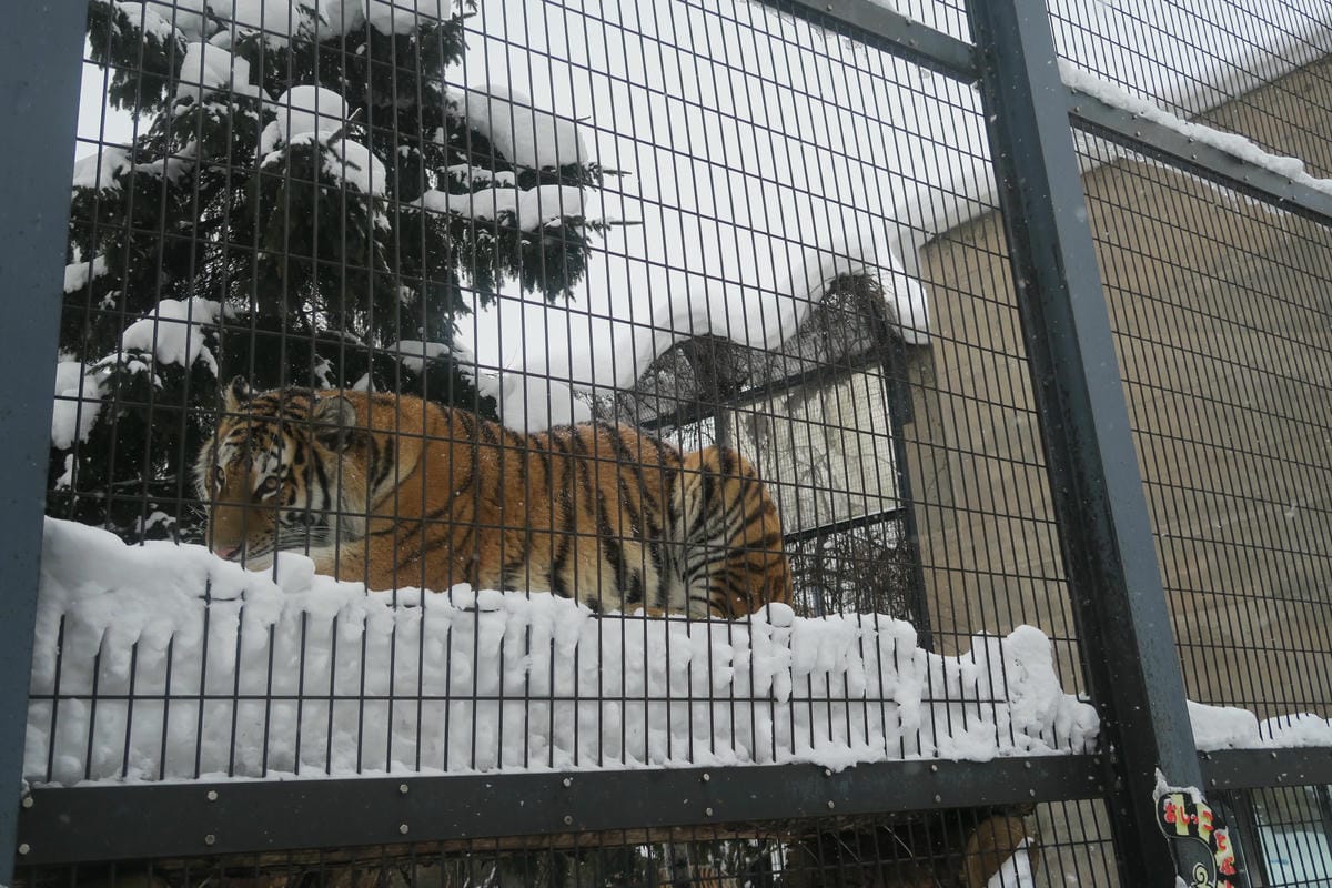 嚴冬雪見の日本東北&北海道 Day3 雪之旭山動物園親子之旅 嚴冬雪見の日本東北&北海道 Day3 雪之旭山動物園親子之旅