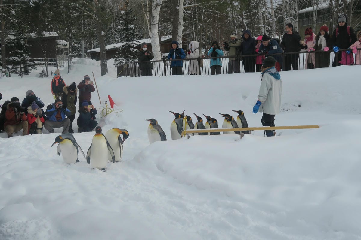 嚴冬雪見の日本東北&北海道 Day3 雪之旭山動物園親子之旅 嚴冬雪見の日本東北&北海道 Day3 雪之旭山動物園親子之旅
