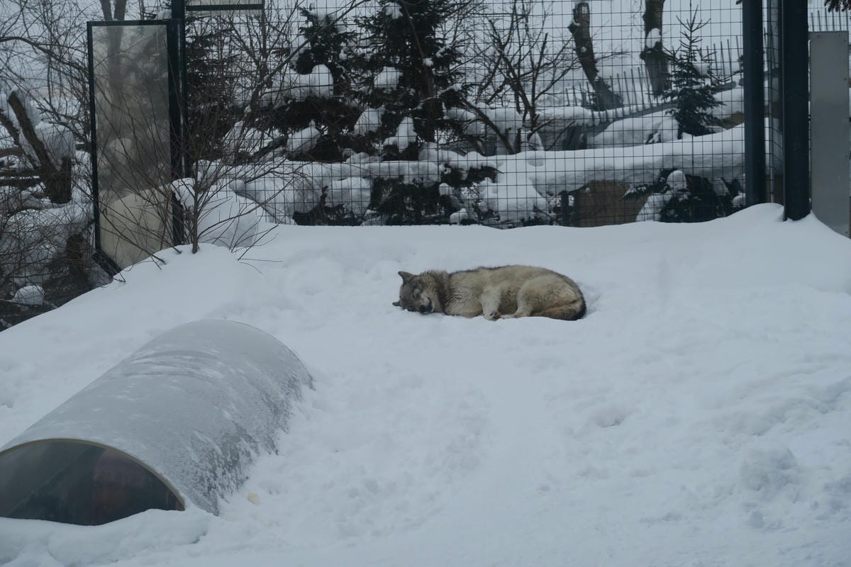 嚴冬雪見の日本東北&北海道 Day3 雪之旭山動物園親子之旅 嚴冬雪見の日本東北&北海道 Day3 雪之旭山動物園親子之旅