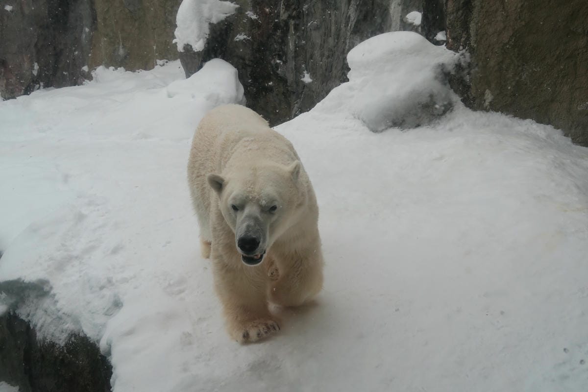 嚴冬雪見の日本東北&北海道 Day3 雪之旭山動物園親子之旅 嚴冬雪見の日本東北&北海道 Day3 雪之旭山動物園親子之旅
