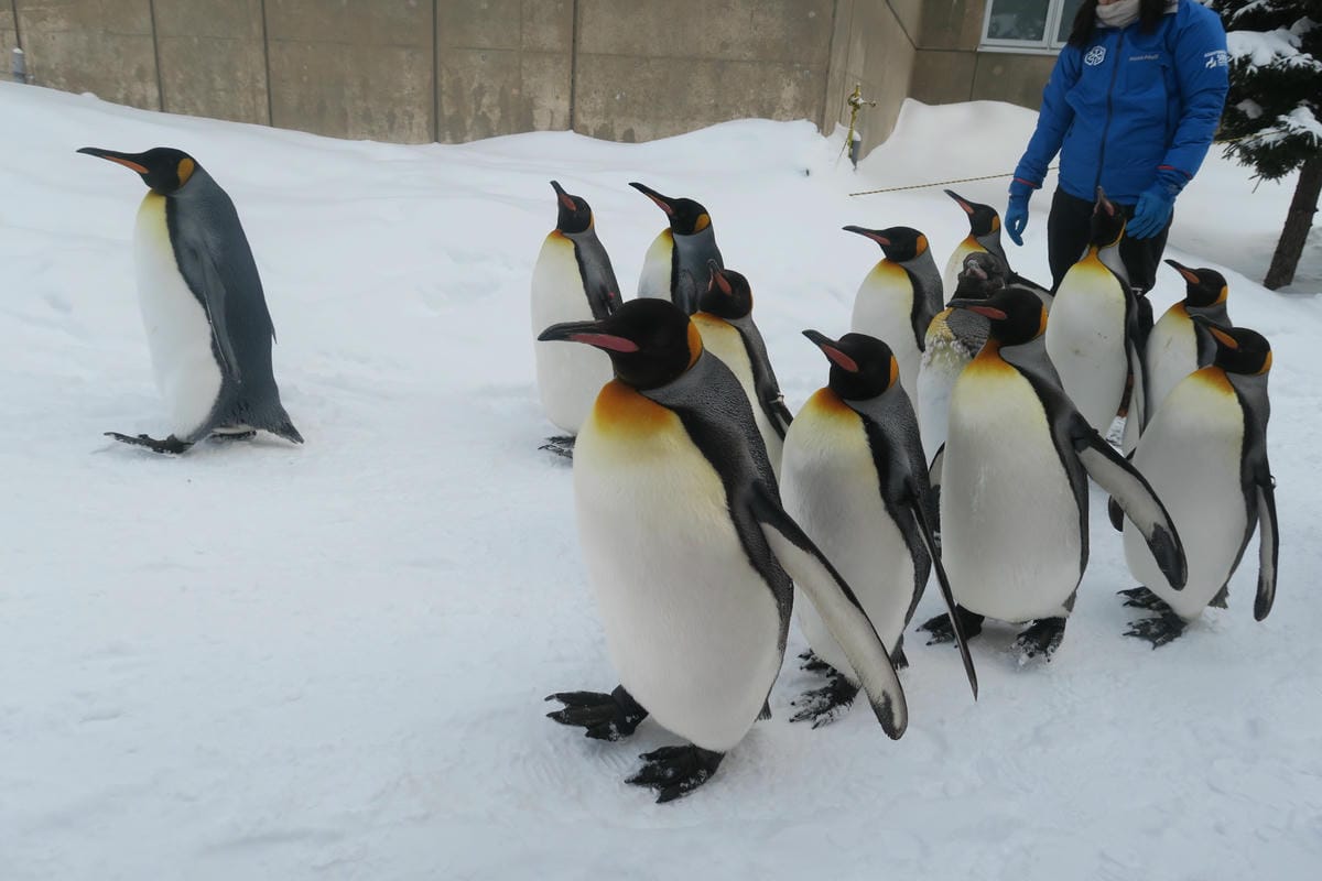嚴冬雪見の日本東北&北海道 Day3 雪之旭山動物園親子之旅 嚴冬雪見の日本東北&北海道 Day3 雪之旭山動物園親子之旅