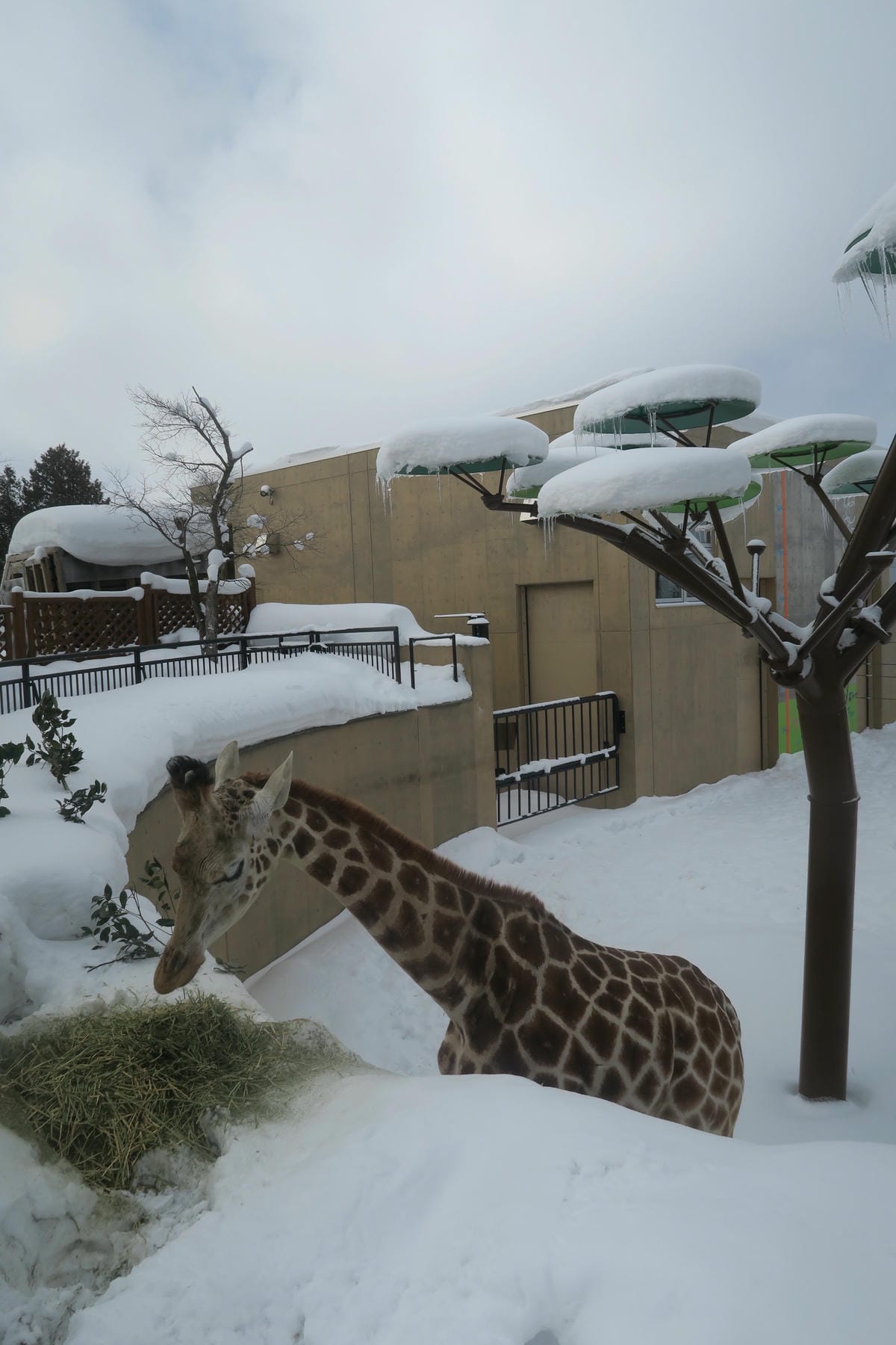 嚴冬雪見の日本東北&北海道 Day3 雪之旭山動物園親子之旅 嚴冬雪見の日本東北&北海道 Day3 雪之旭山動物園親子之旅
