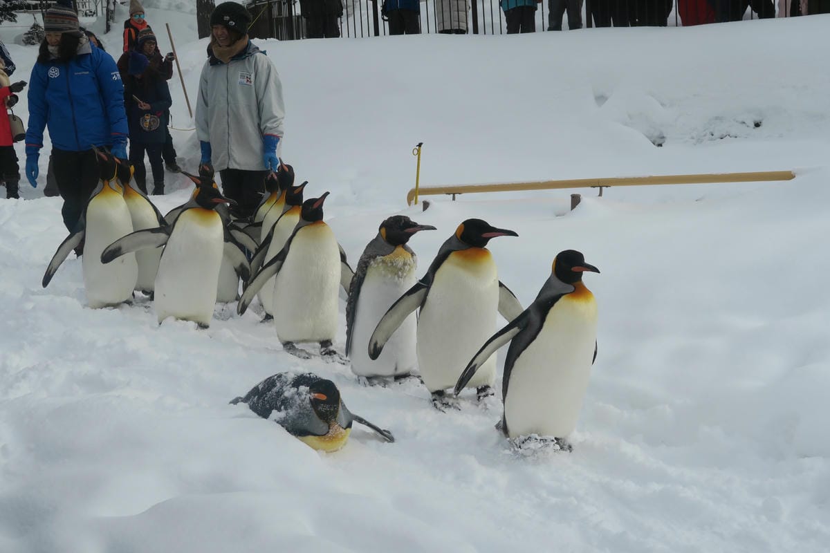 嚴冬雪見の日本東北&北海道 Day3 雪之旭山動物園親子之旅 嚴冬雪見の日本東北&北海道 Day3 雪之旭山動物園親子之旅