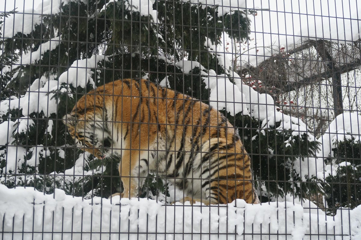 嚴冬雪見の日本東北&北海道 Day3 雪之旭山動物園親子之旅 嚴冬雪見の日本東北&北海道 Day3 雪之旭山動物園親子之旅