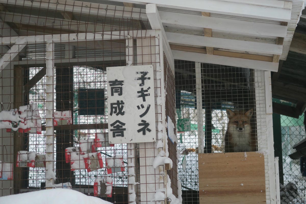 嚴冬雪見の日本東北&北海道 Day6-1 東北銀白世界的藏王 嚴冬雪見の日本東北&北海道 Day6-1 東北銀白世界的藏王