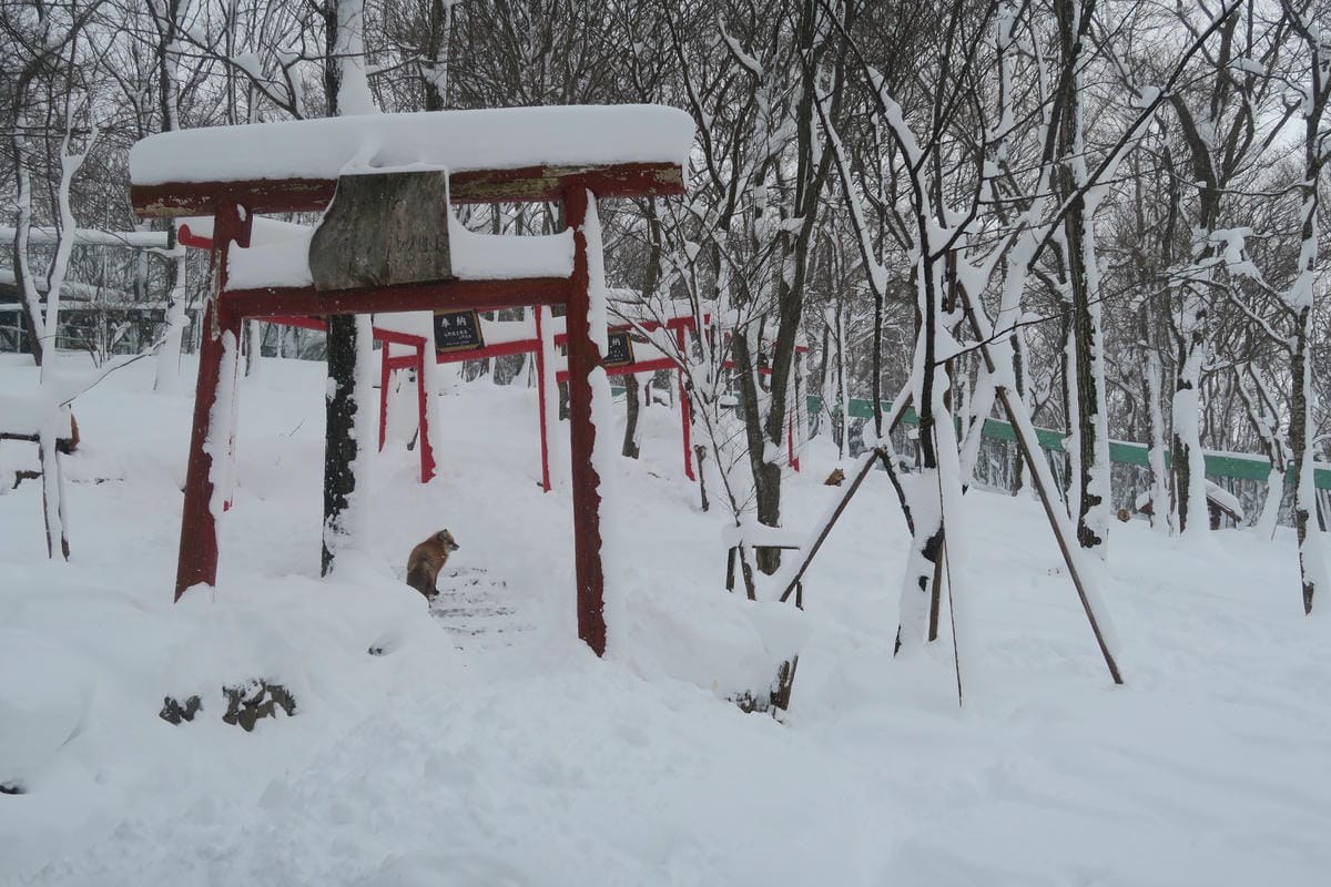 嚴冬雪見の日本東北&北海道 Day6-1 東北銀白世界的藏王 嚴冬雪見の日本東北&北海道 Day6-1 東北銀白世界的藏王