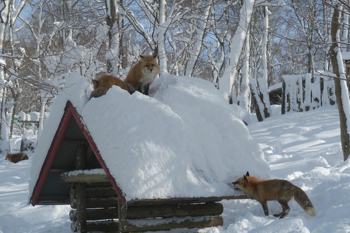 嚴冬雪見の日本東北&北海道 Day6-1 東北銀白世界的藏王 嚴冬雪見の日本東北&北海道 Day6-1 東北銀白世界的藏王