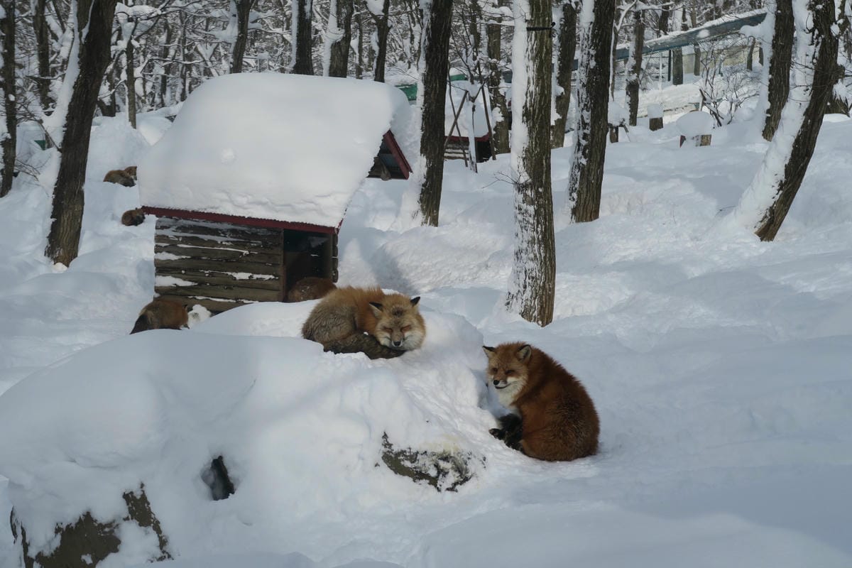 嚴冬雪見の日本東北&北海道 Day6-1 東北銀白世界的藏王 嚴冬雪見の日本東北&北海道 Day6-1 東北銀白世界的藏王