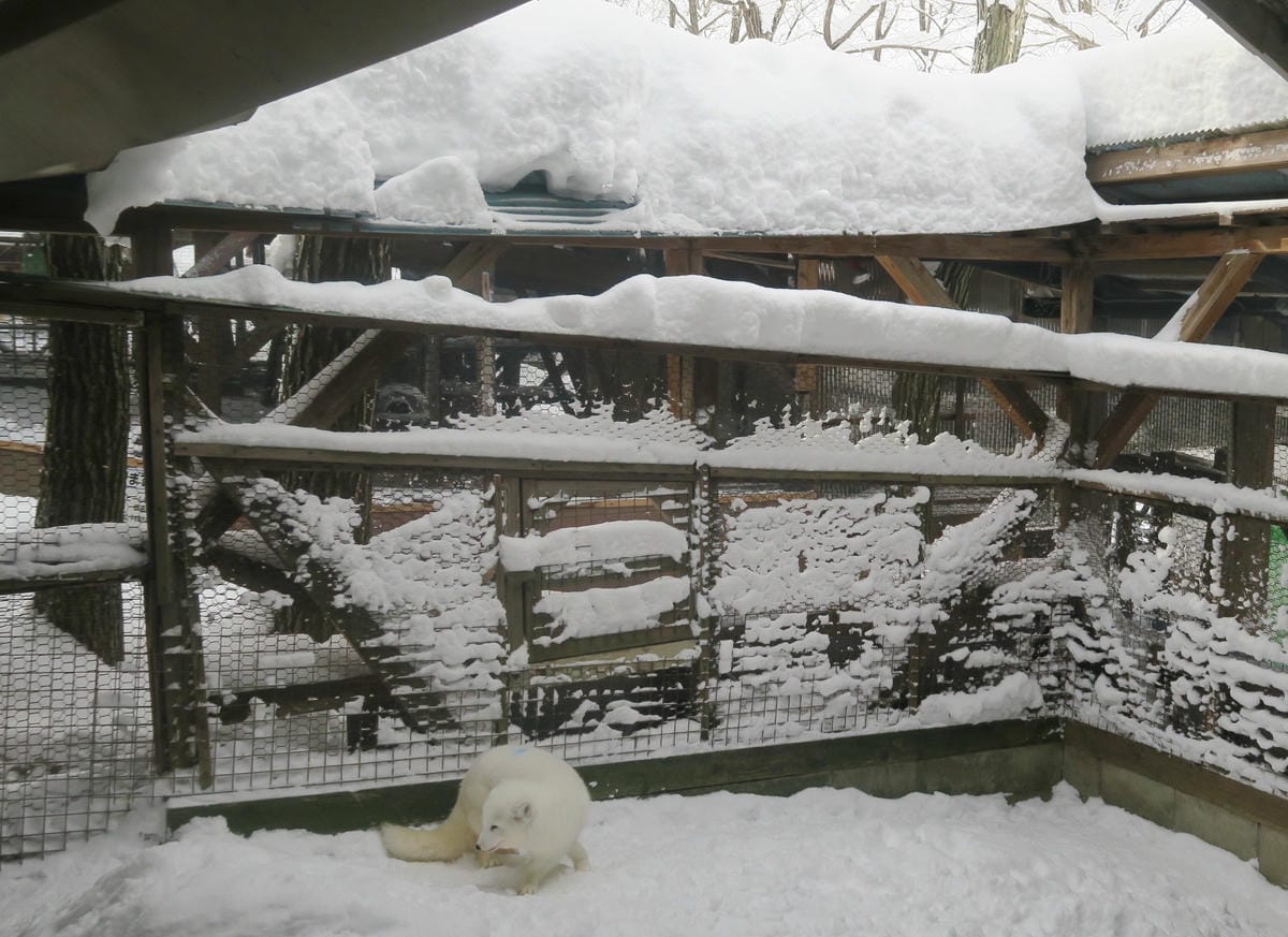 嚴冬雪見の日本東北&北海道 Day6-1 東北銀白世界的藏王 嚴冬雪見の日本東北&北海道 Day6-1 東北銀白世界的藏王