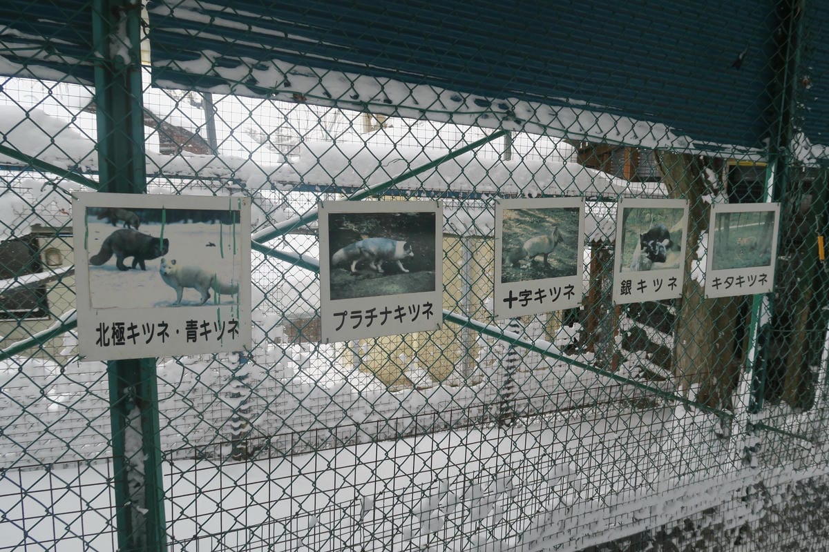 嚴冬雪見の日本東北&北海道 Day6-1 東北銀白世界的藏王 嚴冬雪見の日本東北&北海道 Day6-1 東北銀白世界的藏王