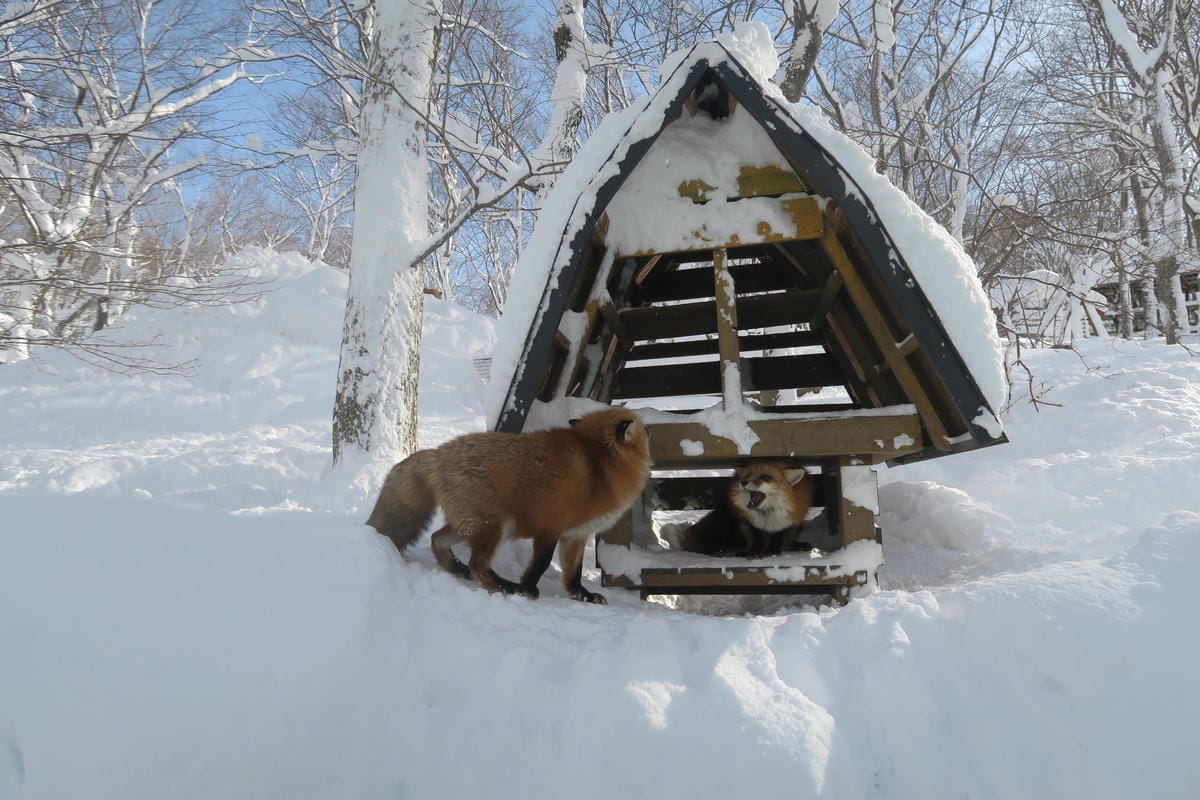 嚴冬雪見の日本東北&北海道 Day6-1 東北銀白世界的藏王 嚴冬雪見の日本東北&北海道 Day6-1 東北銀白世界的藏王