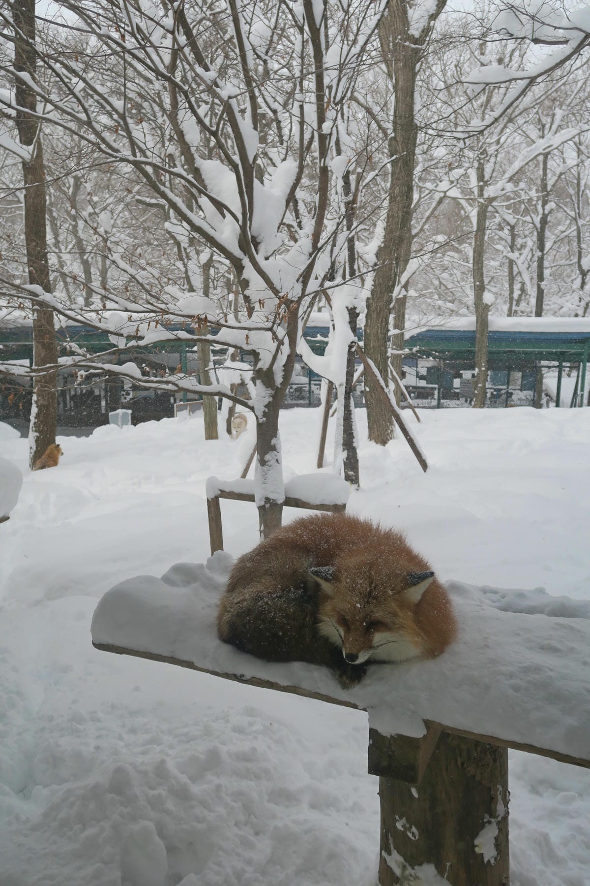嚴冬雪見の日本東北&北海道 Day6-1 東北銀白世界的藏王 嚴冬雪見の日本東北&北海道 Day6-1 東北銀白世界的藏王