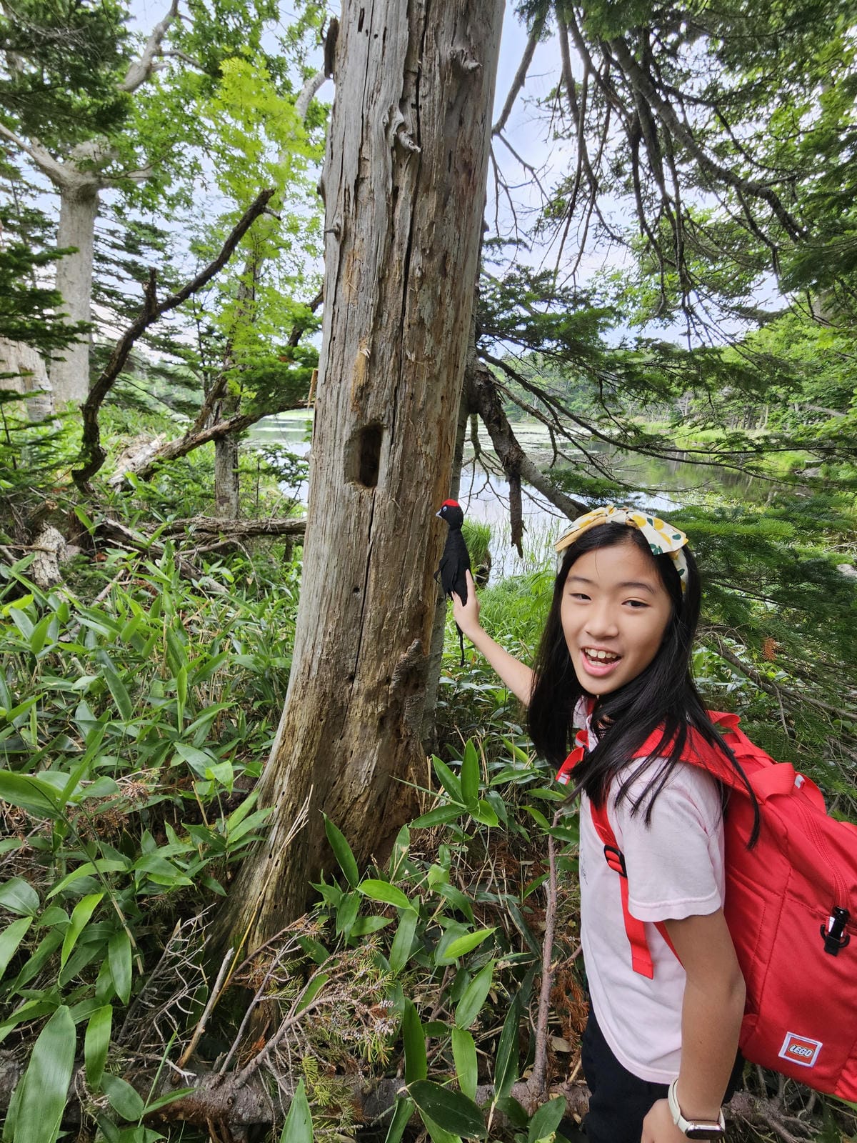 夏の北海道道東自駕遊 Day2-1 在知床五湖散步看到熊