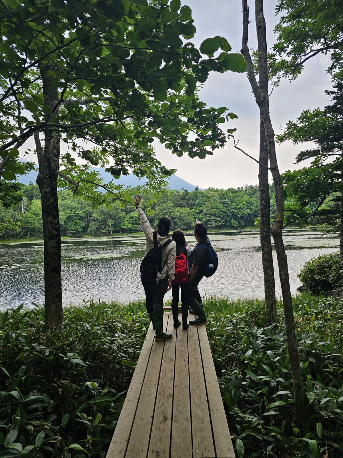 夏の北海道道東自駕遊 Day2-1 在知床五湖散步看到熊