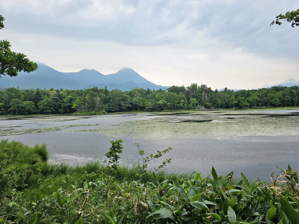 夏の北海道道東自駕遊 Day2-1 在知床五湖散步看到熊