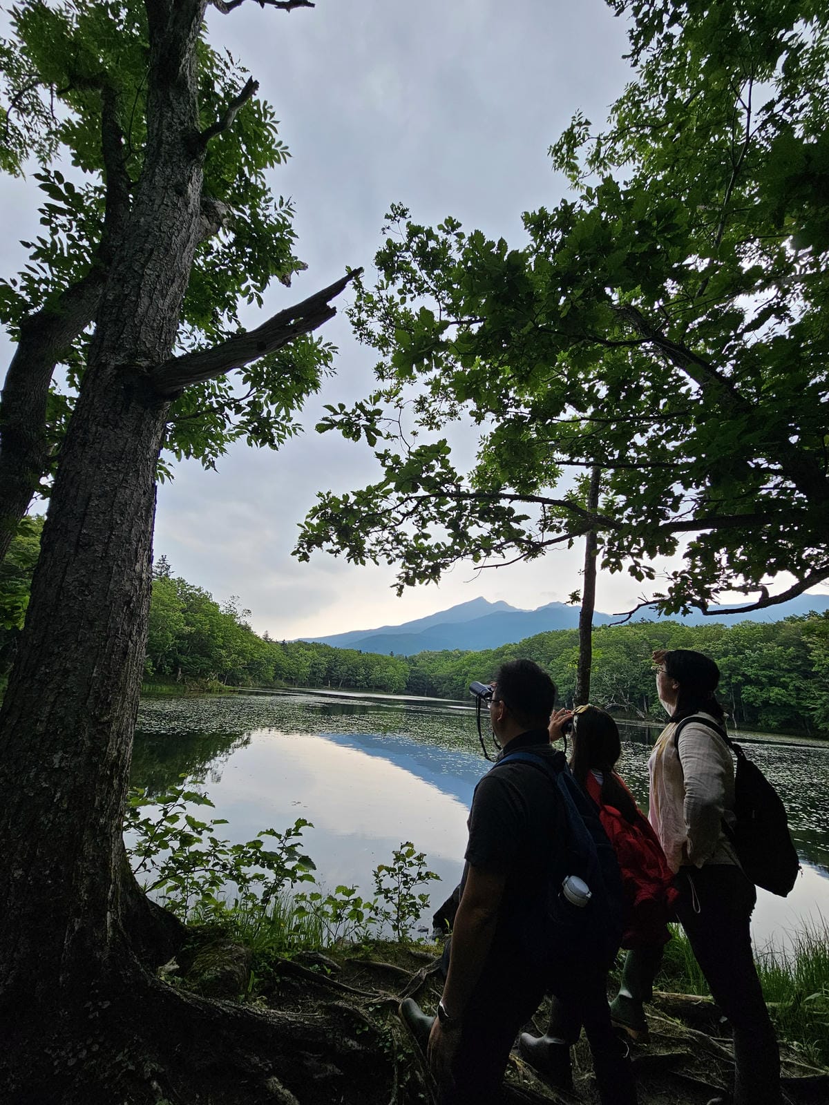 夏の北海道道東自駕遊 Day2-1 在知床五湖散步看到熊