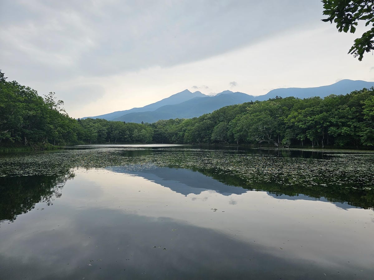 夏の北海道道東自駕遊 Day2-1 在知床五湖散步看到熊