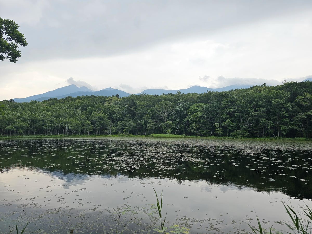 夏の北海道道東自駕遊 Day2-1 在知床五湖散步看到熊