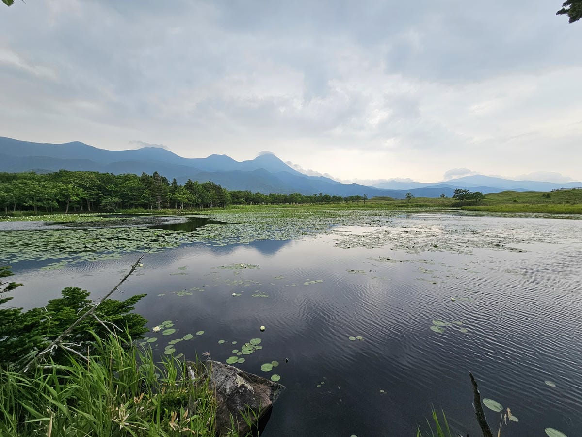 夏の北海道道東自駕遊 Day2-1 在知床五湖散步看到熊