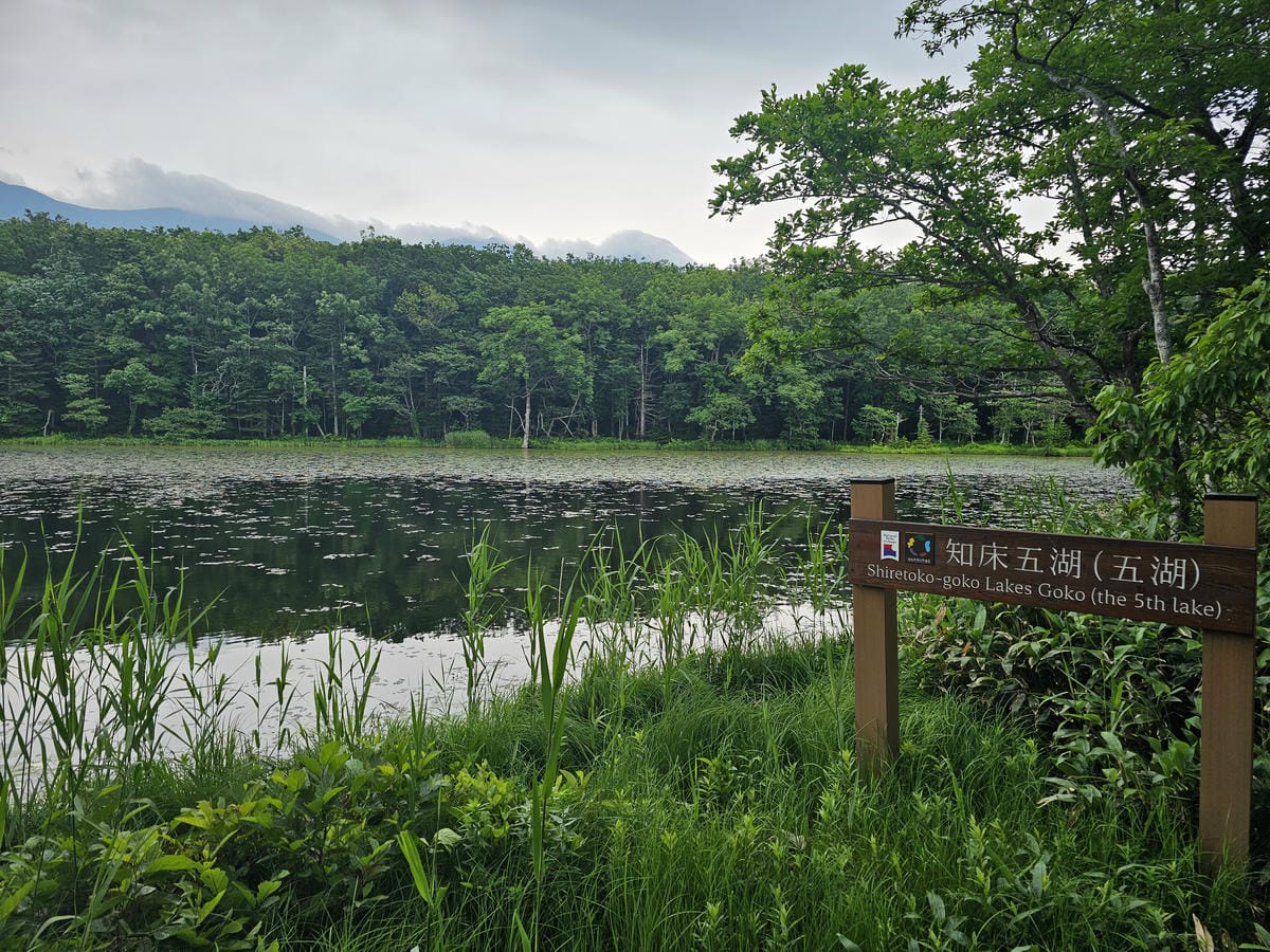 夏の北海道道東自駕遊 Day2-1 在知床五湖散步看到熊