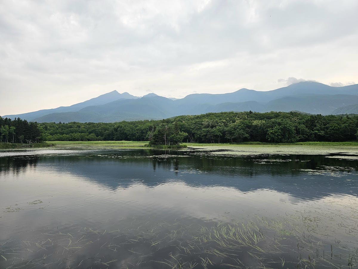 夏の北海道道東自駕遊 Day2-1 在知床五湖散步看到熊