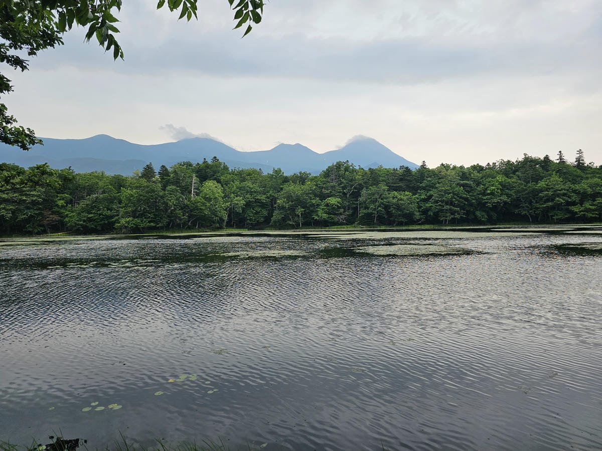 夏の北海道道東自駕遊 Day2-1 在知床五湖散步看到熊