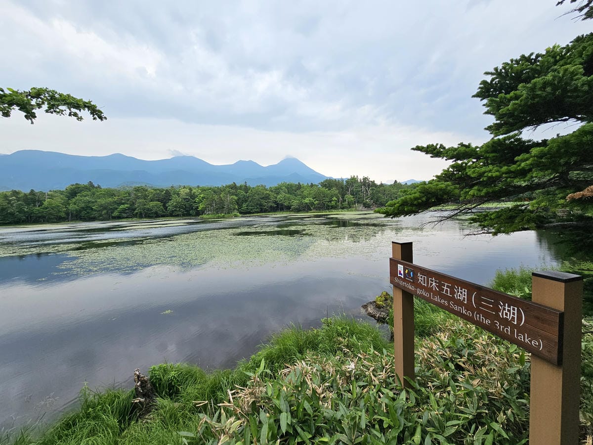夏の北海道道東自駕遊 Day2-1 在知床五湖散步看到熊