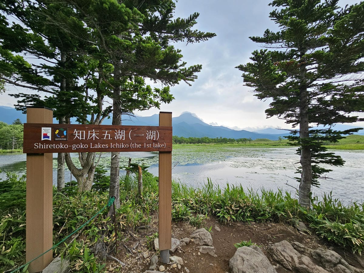 夏の北海道道東自駕遊 Day2-1 在知床五湖散步看到熊