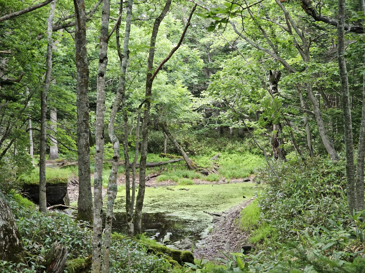 夏の北海道道東自駕遊 Day2-1 在知床五湖散步看到熊