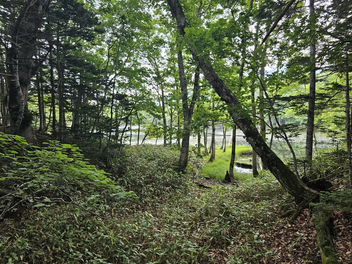 夏の北海道道東自駕遊 Day2-1 在知床五湖散步看到熊