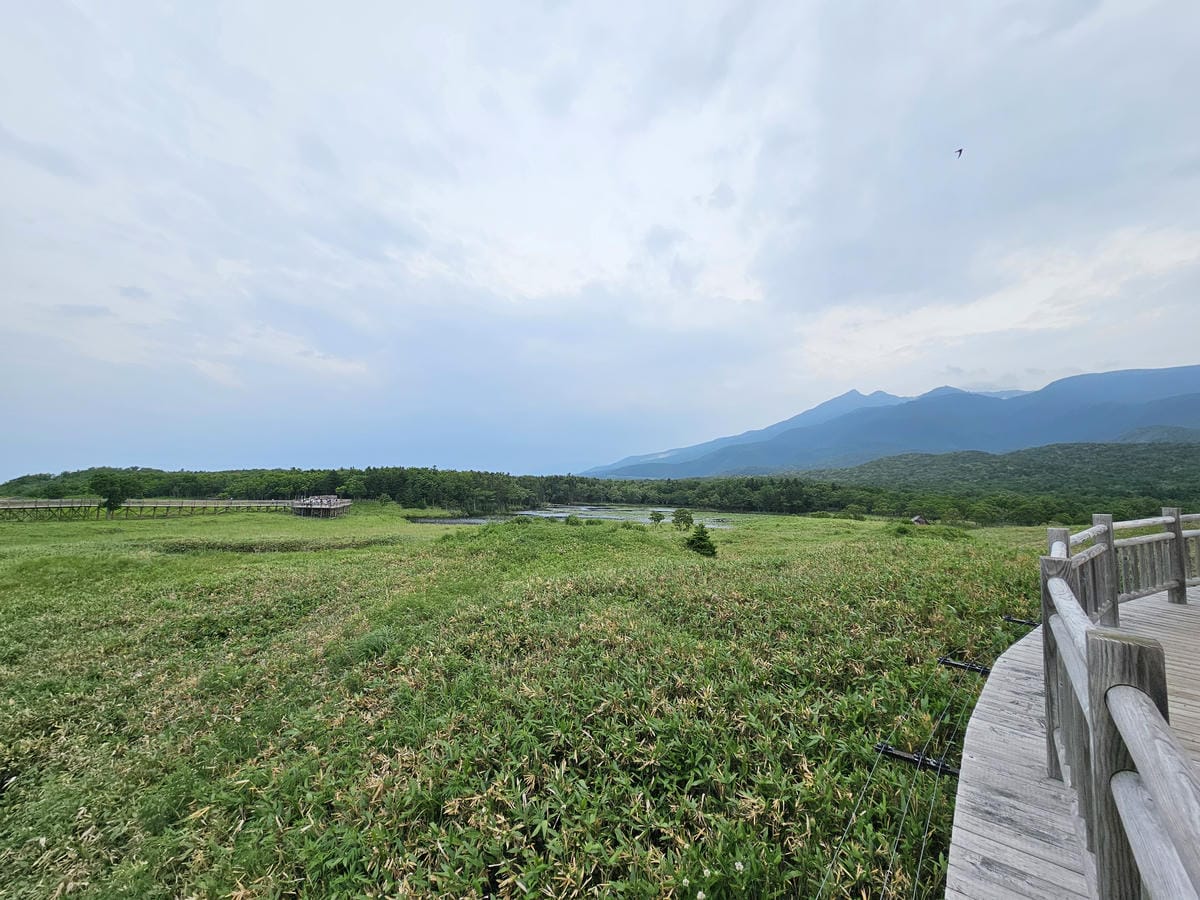 夏の北海道道東自駕遊 Day2-1 在知床五湖散步看到熊