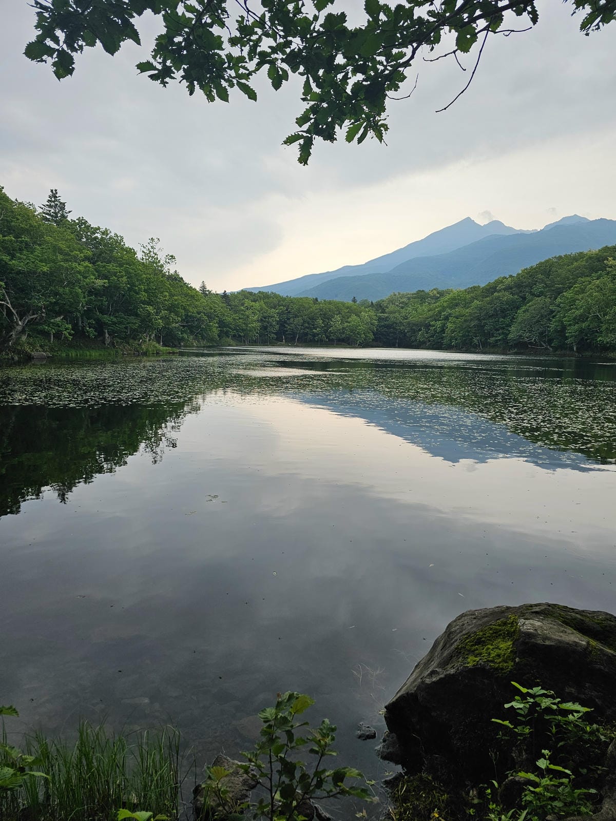 夏の北海道道東自駕遊 Day2-1 在知床五湖散步看到熊
