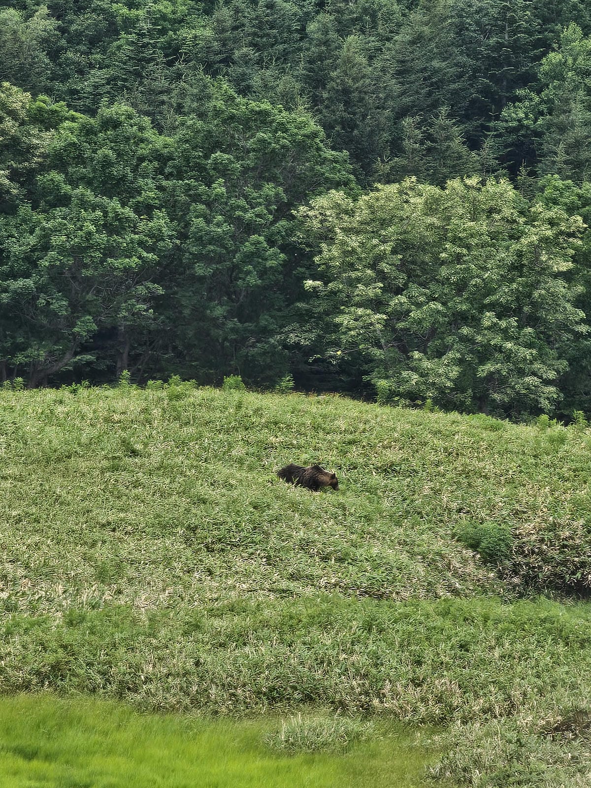 夏の北海道道東自駕遊 Day2-1 在知床五湖散步看到熊