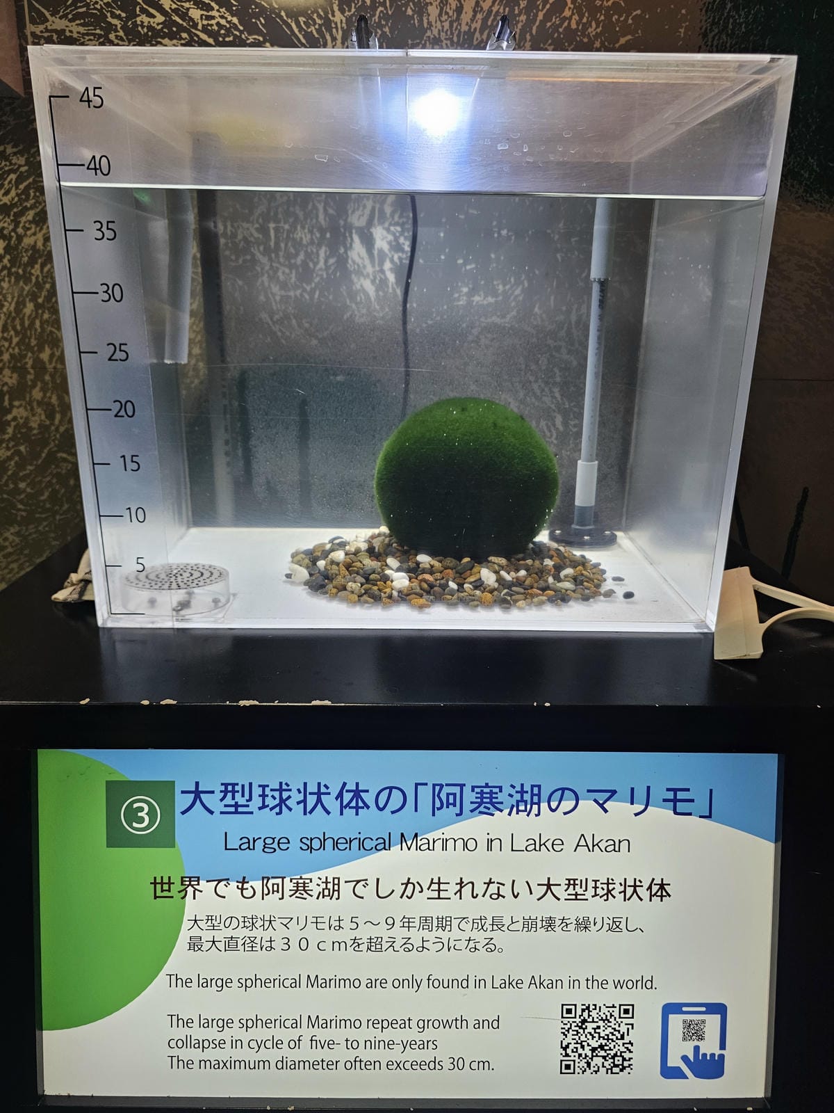 夏の北海道道東自駕遊 Day4-2 阿寒湖遊船&賞綠球藻 夏の北海道道東自駕遊 Day4-2 阿寒湖遊船&賞綠球藻