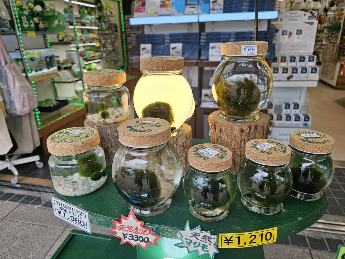 夏の北海道道東自駕遊 Day4-2 阿寒湖遊船&賞綠球藻 夏の北海道道東自駕遊 Day4-2 阿寒湖遊船&賞綠球藻