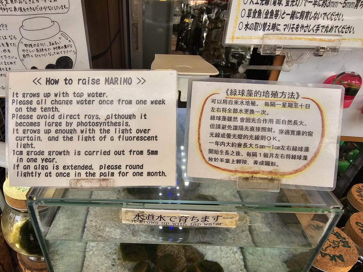 夏の北海道道東自駕遊 Day4-2 阿寒湖遊船&賞綠球藻 夏の北海道道東自駕遊 Day4-2 阿寒湖遊船&賞綠球藻